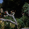 Jungle Cruise Natives, June 1960