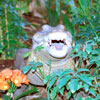 Jungle Cruise Ancient Shrine Alligator April 2008