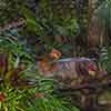 Butterflies in the Rainforest, August 2007