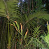 Jungle Cruise rainforest, August 2007