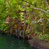 Jungle Cruise rainforest area September 2007