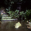 Jungle Cruise photo, Date Unknown