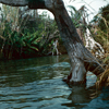 Jungle Cruise, 1950s