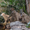 Jungle Cruise Safari Outpost photo, May 2008