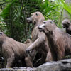 Jungle Cruise Safari Outpost December 2008