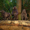 Safari Outpost, August 2007