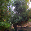 Jungle Cruise, October 2007