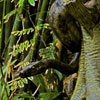 Jungle Cruise Python June 2008