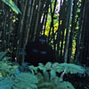 Jungle Cruise gorilla photo, February 1971