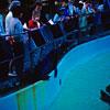 Knotts Berry Farm photo, July 1962