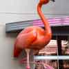 The Flamingo Hotel, October 2020