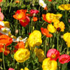 Poppies, February 2007