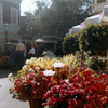 Flower Market September 1961