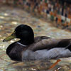 Peabody Hotel photo, October 2009