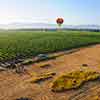 Daveland Napa Valley Balloon photo, June 2009