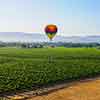 Daveland Napa Valley Balloon photo, June 2009