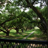 Oak Alley photo, April 2002