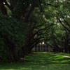 Oak Alley photo, April 2002