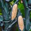 Cornstalk Hotel, New Orleans Royal Street, August 2016