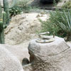 Disneyland Mine Train photo, 1957