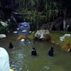 Nature's Wonderland attraction at Disneyland photo, June 1970