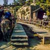 Disneyland Pack Mules, 1957