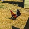 Sonka Ranch, Myrtle Creek, Oregon, July 2003 photo