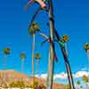 Rainmaker Fountain, Palm Springs January 2013