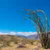 Anza-Borrego Desert, February 2020