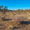 Joshua Tree, January 2020