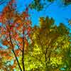 Autumn leaves, Upper Main Line area, November 2002