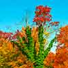 Autumn leaves, Upper Main Line area, November 2002