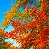 Autumn leaves, Upper Main Line area, November 2002