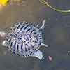 Turtle in the Schuylkill river, Philadelphia, July 2009