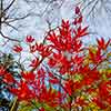 Fall leaves in Berwyn, November 2013