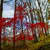 Fall leaves in Berwyn, November 2013