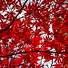 Fall leaves in Berwyn, November 2013