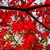 Fall leaves in Berwyn, November 2013