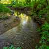 Sharp's Wood Preserve, Berwyn, Pennsylvania, June 2014