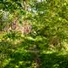 Sharp's Wood Preserve, Berwyn, Pennsylvania, June 2014