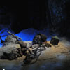 Skeleton in Pirates of the Caribbean attraction, December 2009