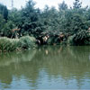 Rivers of America July 1960