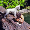 Indian boy and dog, February 2006