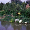 Rivers of America animals and teepees 1957