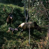 Disneyland Rivers of America animals March 1962