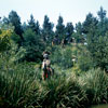 Disneyland Rivers of America July 1960