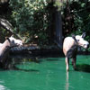 Returning to dock on the Rivers of America, September 2010