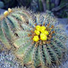 Balboa Park Cactus Garden, April 2002