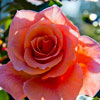 Balboa Park Rose Garden November 2012