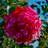 Balboa Park Rose Garden November 2012